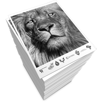 Black and White Copies